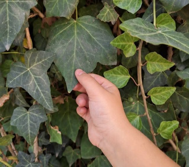 Una mano tocca una foglia di vite tra molte foglie verdi
