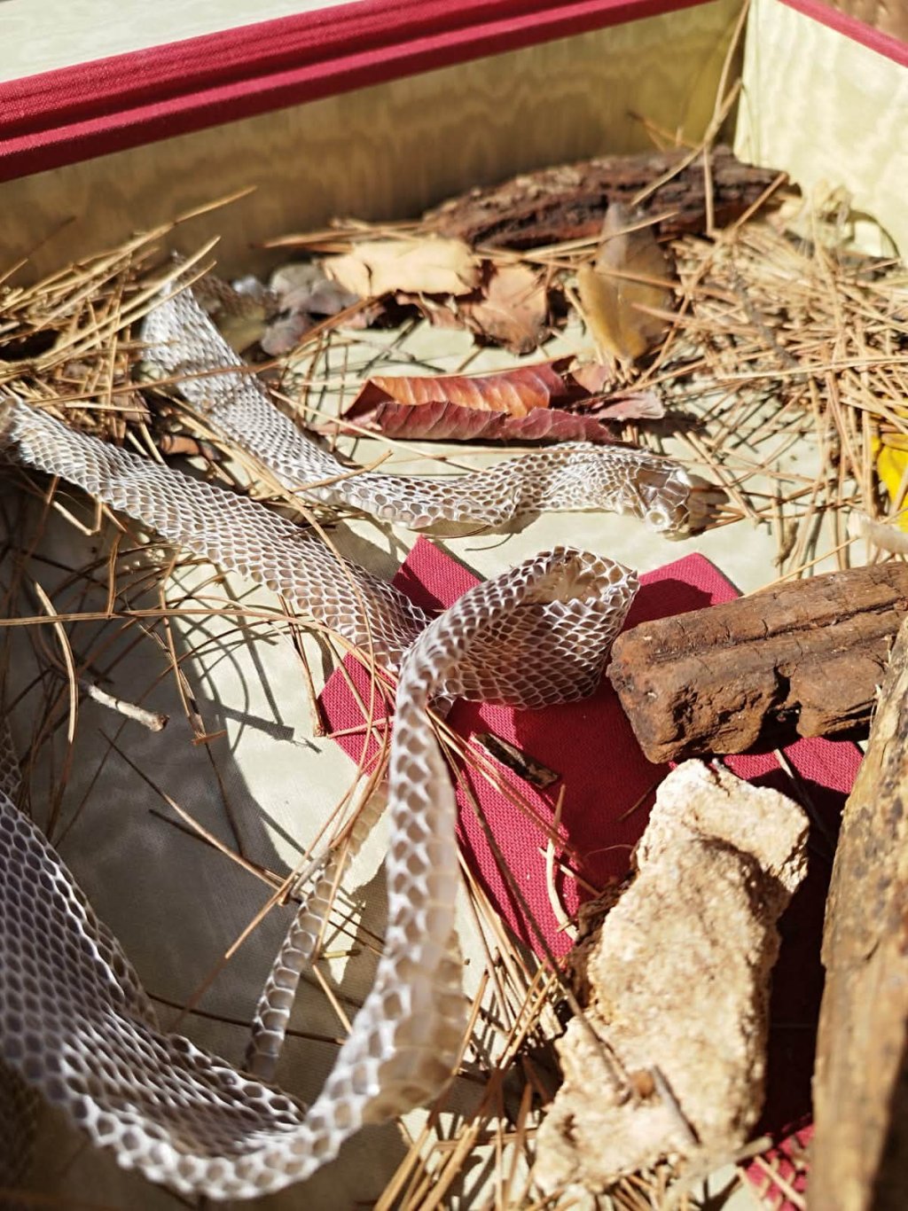 Una serpente con pelle grigia si muove su paglia e legno in un contenitore