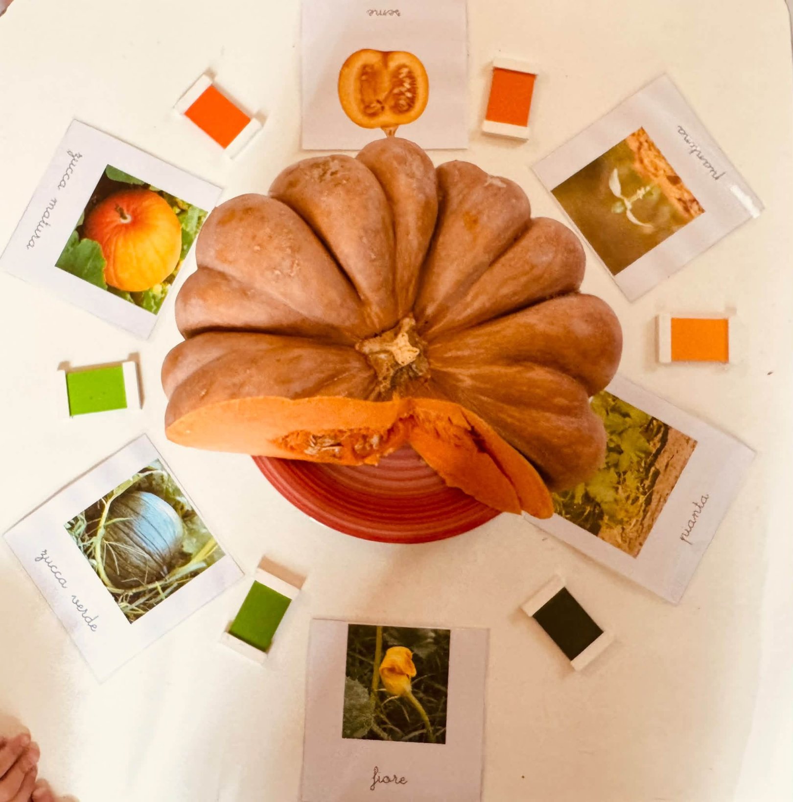 Una zucca tagliata in due su un piatto rosso, intorno ci sono foto e colori arancioni e verdi