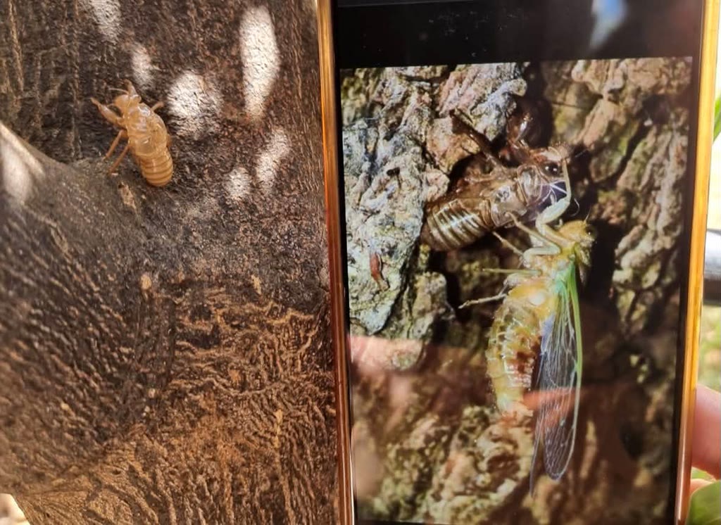 Due fotografie affiancate: la muta vuota di una cicala sulla corteccia e una cicala adulta sul tronco.