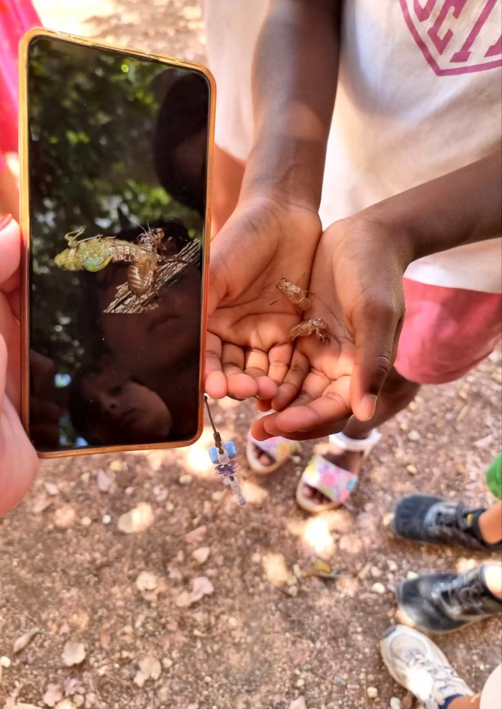 Una persona tiene in mano un telefono con una foto di una cicala e due cicale morte in mano
