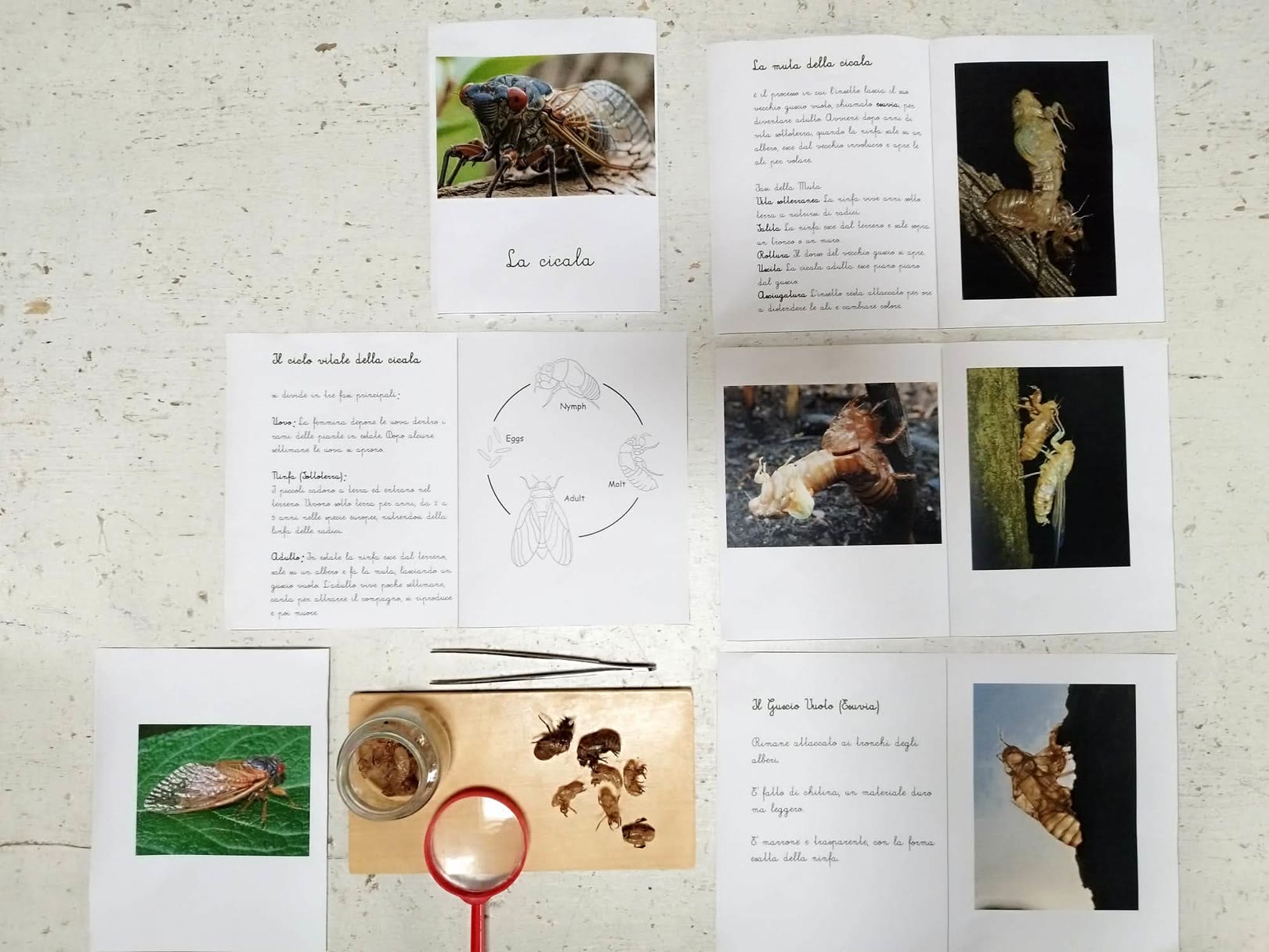 Una guida illustrata su cicale con immagini, diagrammi e descrizioni del loro ciclo vitale