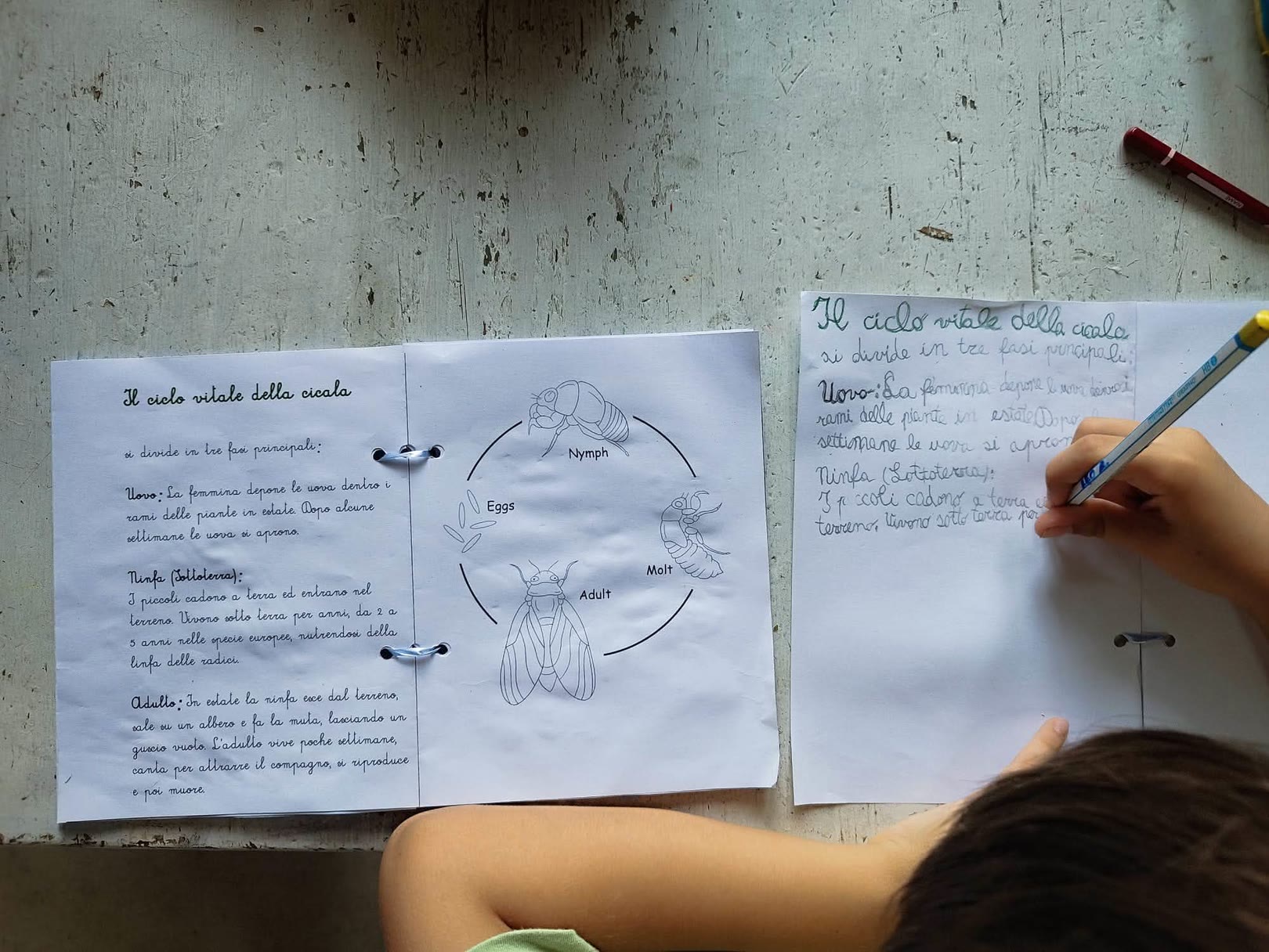 Una persona scrive su un foglio con un pennarello, accanto c'è un diagramma del ciclo vitale della cicala