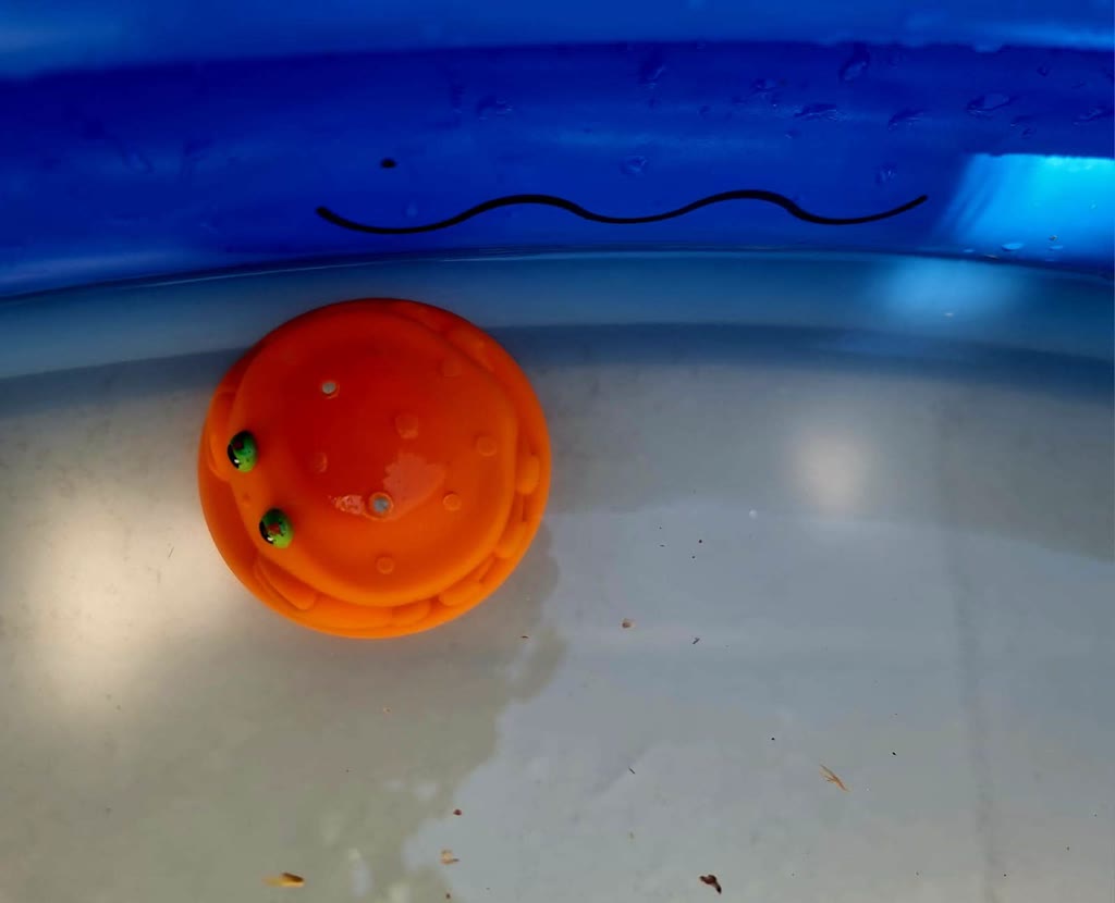 Un pallone arancione con occhi verdi galleggia in una piscina blu con onde stilizzate