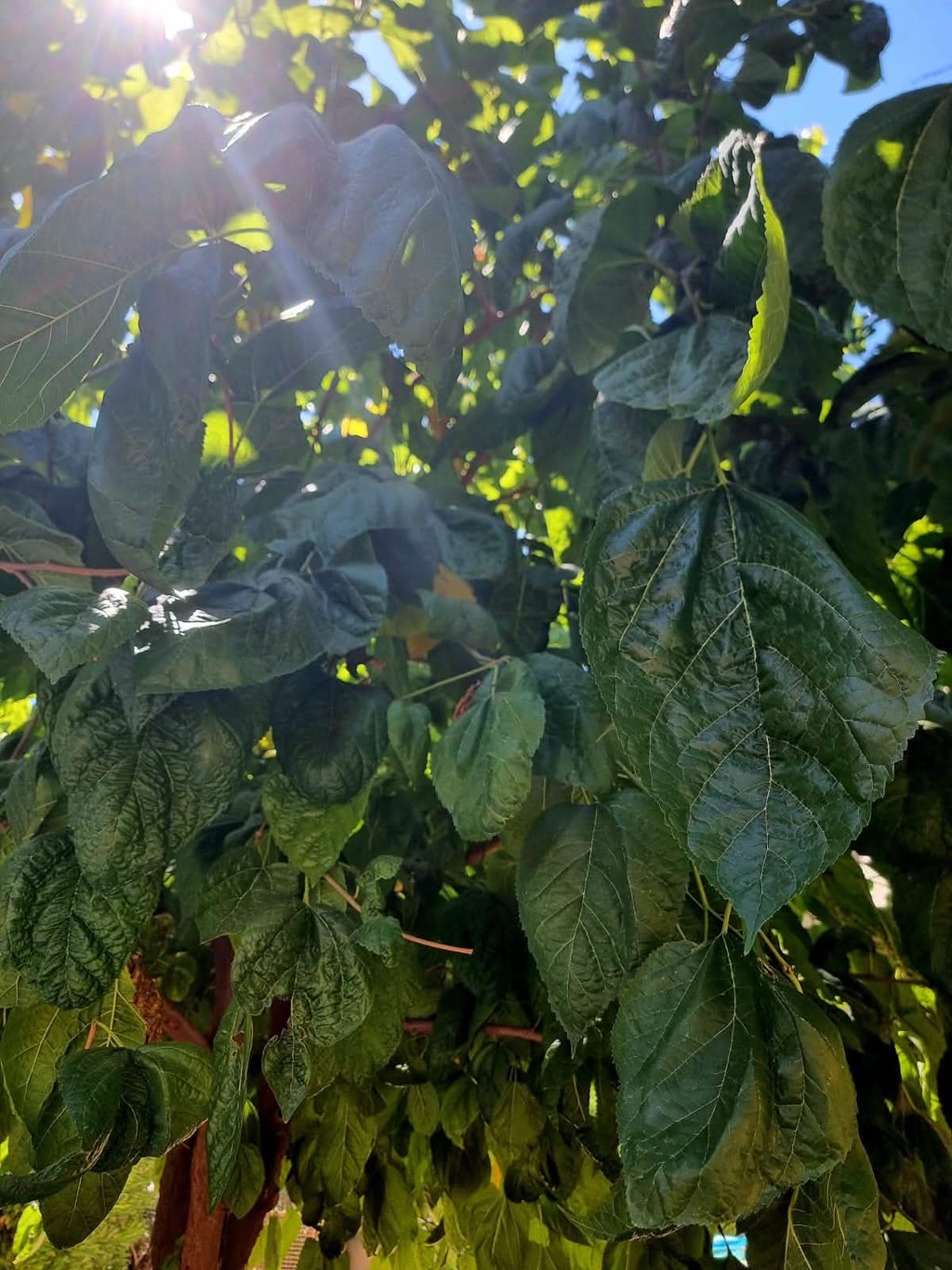 Foglie verdi di un albero con raggi di sole tra le foglie