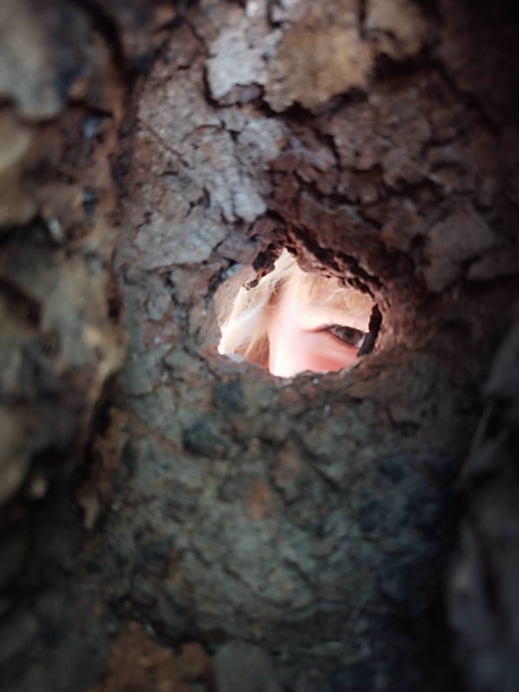 Un occhio umano si vede attraverso un buco in un tronco d'albero