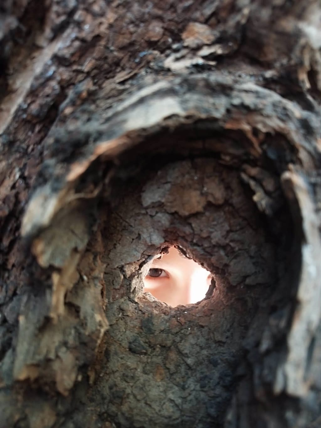 Un occhio umano si vede attraverso un buco in un tronco d'albero