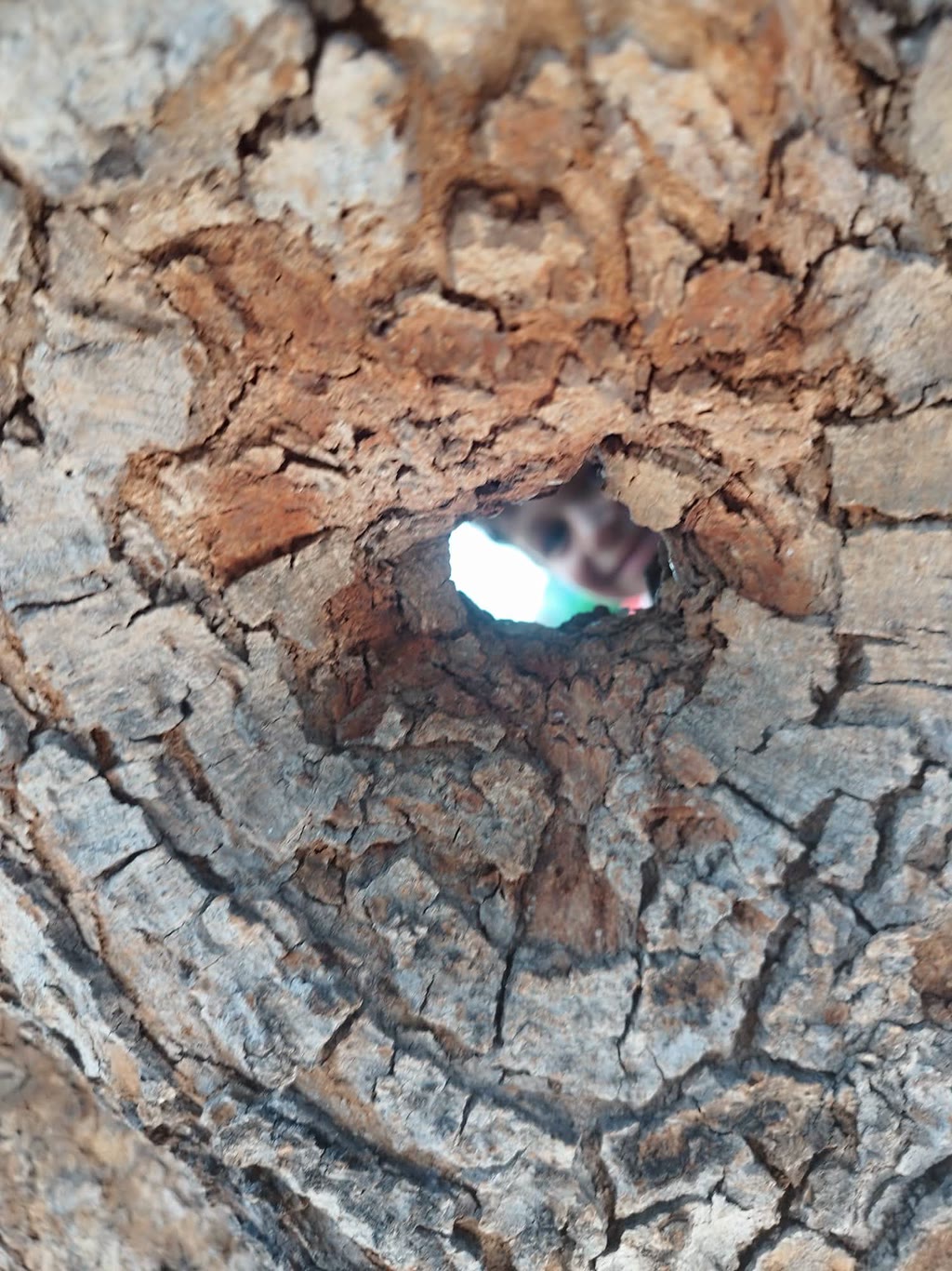 Una fessura in un tronco d'albero con luce filtrata dall'alto