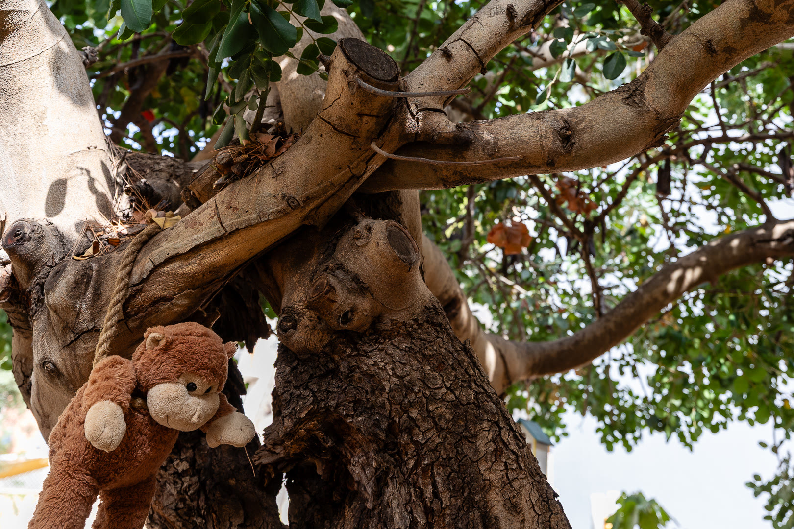 Un orsetto di peluche appoggiato fra i rami di un grande albero del cortile.