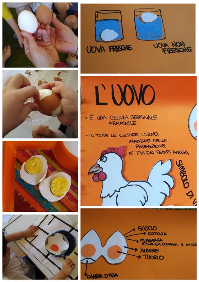 L’approfondimento: focus sull’uovo