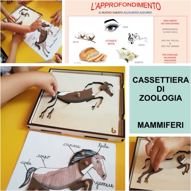 L’approfondimento: Today Zoology