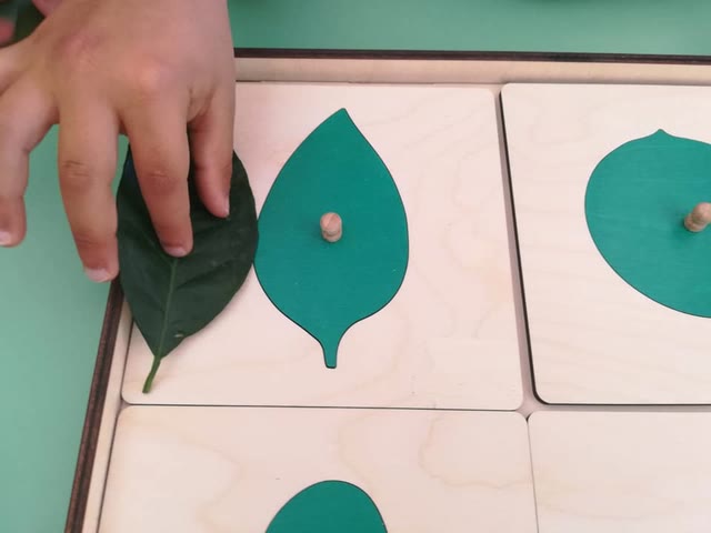L’approfondimento: monthly Montessori Lab BOTANY!