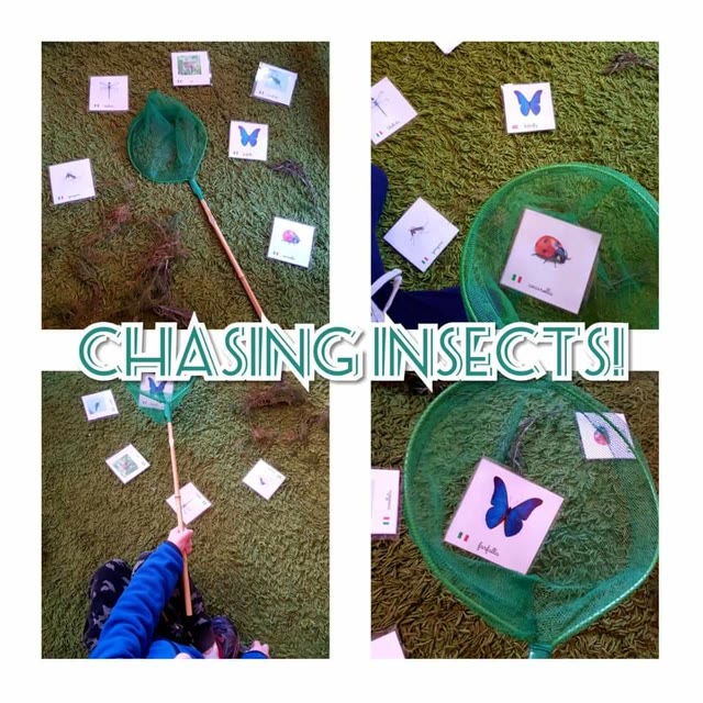 L’approfondimento: chasing insects!