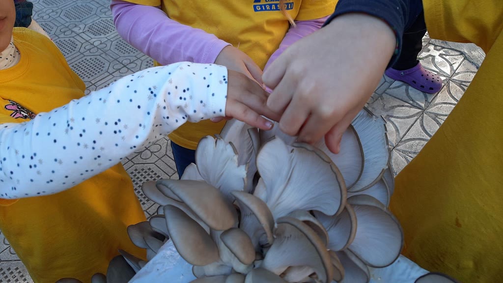 I funghi Pleurotus