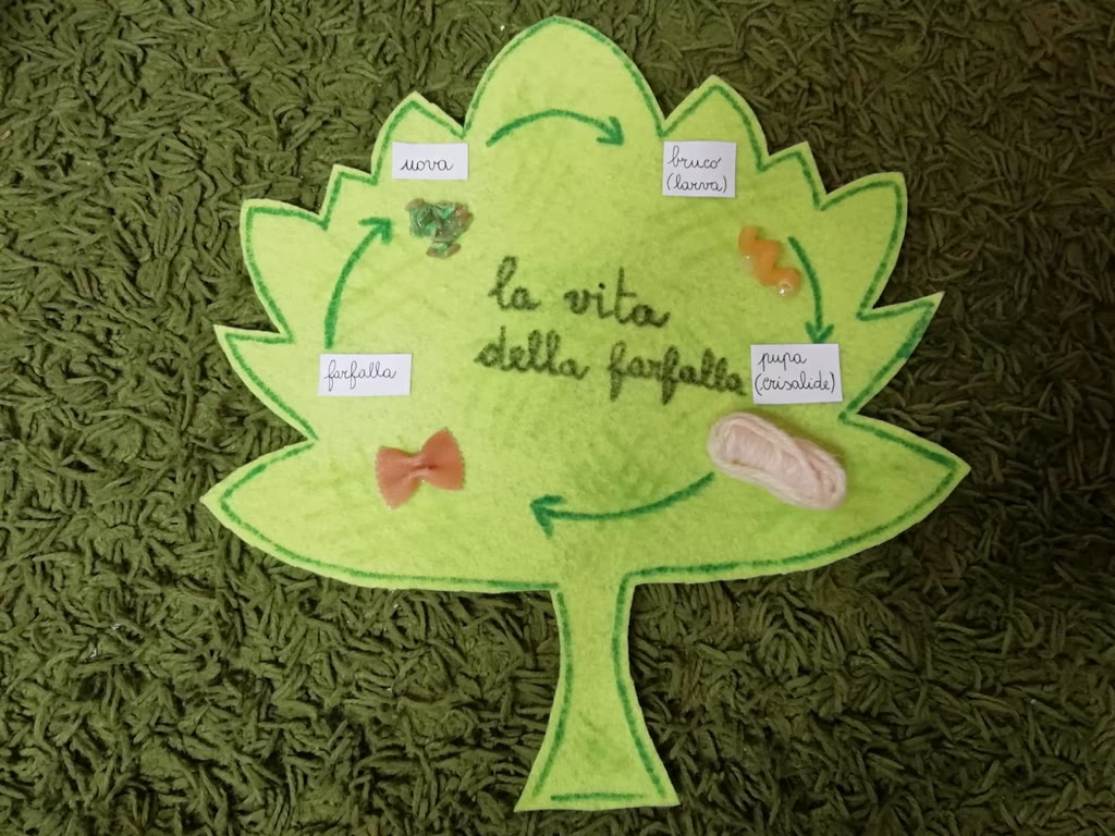 L’approfondimento: focus sulla farfalla