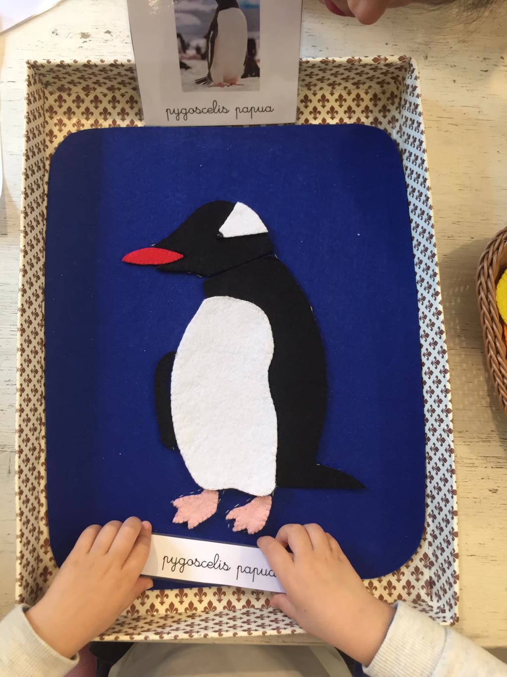 Il pinguino e la sua Nomenclatura 27/9 Febbraio 2020