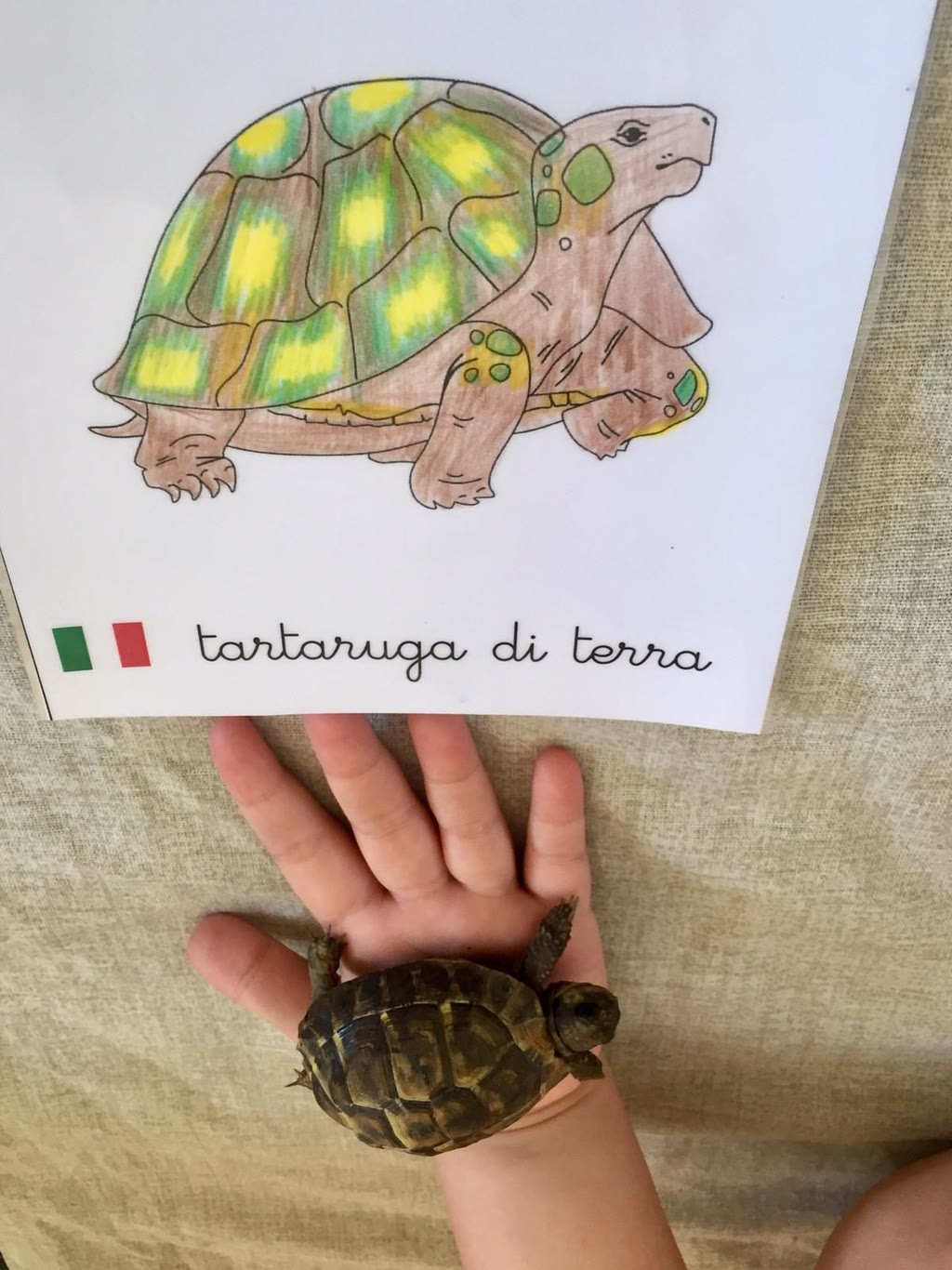 Giornata mondiale della tartaruga
